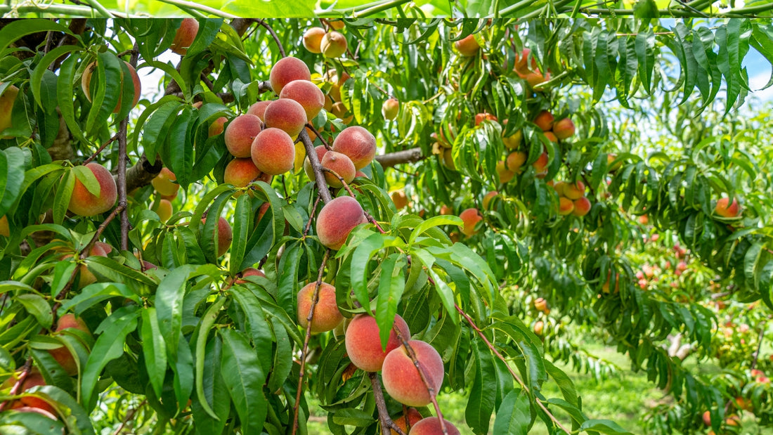 Top 10 Tips for Growing Healthy Fruit Plants in Your Backyard