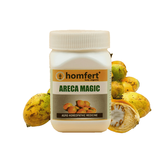 Homfert Areca Magic